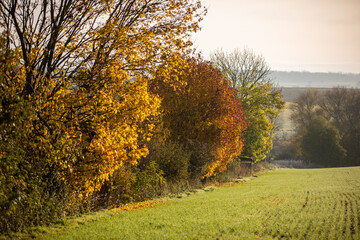 Schöne Herbstfärbung mit Ahornbäumen am Feldrand