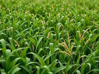 Fototapeta premium Clover cover crops: enriching soil naturally.