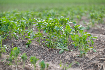 Young potato plant growing in the field. Fresh, full of energy potato plantation after the rain