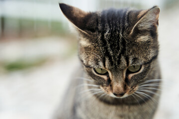 Close-up portrait of a gray street cat. High quality photo
