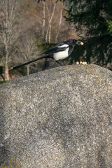 Fototapeta premium Elster holt sich eine Erdnuss