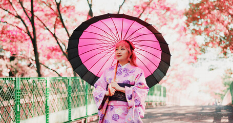 Sakura, park and woman with kimono, umbrella or sightseeing on outdoor adventure. Fashion, spring...