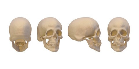 Human Skull Model in Multiple Views