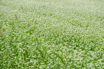 白い蕎麦の花が一面に広がる風景