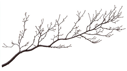 A dry branches isolated on a white background