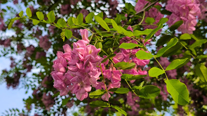 blooming purple acacia tree in spring