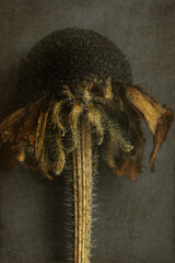 Fading Rudbeckia Flower