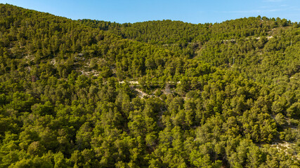 Aerial view of a dense forest. In background is the blue sky.