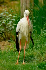 white stork in the grass