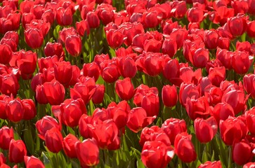 field of red tulips