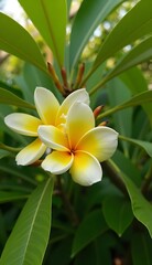 Fototapeta premium frangipani plumeria flowers