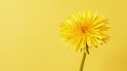 A bright yellow dandelion against a soft pastel yellow background, close-up shot, Minimalist style