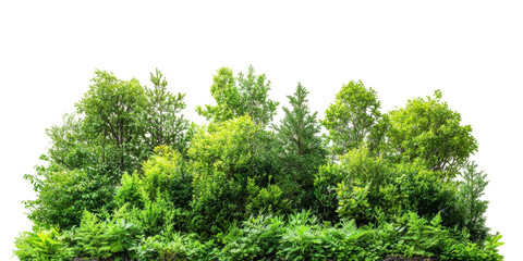 Dense Green Foliage Isolated on Transparent Background