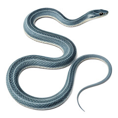 Fototapeta premium snake on a white