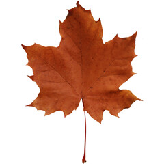 A single brown maple leaf against a light background, showcasing its texture and shape.