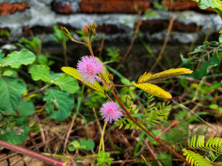 Putrimalu flowers grow in the garden next to the red brick wall
