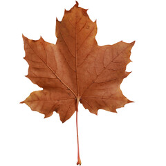 A dry, brown maple leaf showcasing autumn colors and textures.