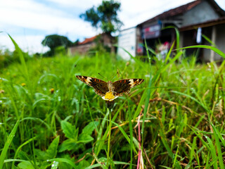 Butterflies perch on small yellow flowers to suck honey juice with blurred background