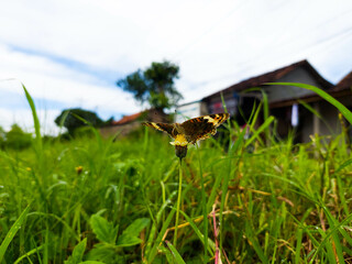 Butterflies perch on small yellow flowers to suck honey juice with blurred background