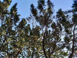 Obraz premium Cypress tree branches