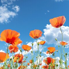 Fototapeta premium A colorful patch of vibrant wild poppies swaying in the breeze, poppies, vibrant, uncultivated