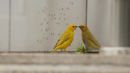 yellow bird and its reflection