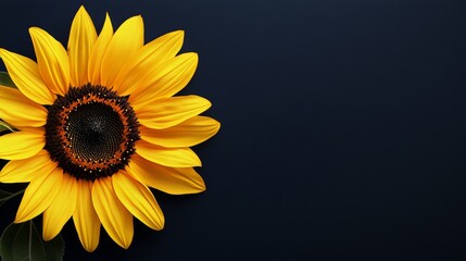 Obraz premium A bright yellow sunflower against a dark navy background, close-up shot, Minimalist style