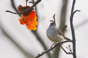 Una capinera (Sylvia atricapilla) si è appollaiata su un ramo vicino a un cachi maturo in un momento di pausa.