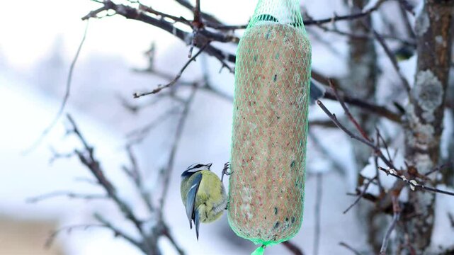 In winter, titmice feed on tallow hanging from a tree