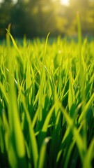 lush green grass blades stretching towards sunlight, green fields, fresh spring grass, springtime scene, botanical garden, outdoor scenery