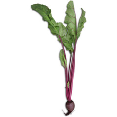 Obraz premium A fresh beetroot with green leaves, showcasing its vibrant color and healthy appearance.