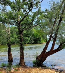 trees by the river's edge