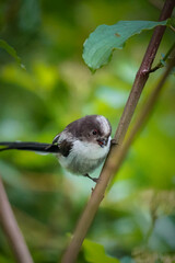 Long-tailed Tit (Aegithalos caudatus) looking shocked while being cute and fluffy, North Rhine-Westphalia, Germany