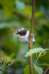 Obraz premium Baby Long-tailed Tit (Aegithalos caudatus) admiring flowers below himself, North Rhine-Westphalia, Germany