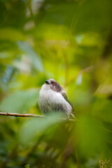 Baby Long-tailed Tit (Aegithalos caudatus) looking up in the sky with lush green surroundings, North Rhine-Westphalia, Germany