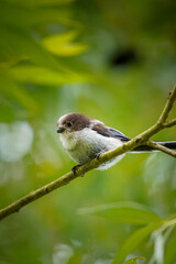 Fototapeta premium Side view of Long-tailed Tit (Aegithalos caudatus) from the right side, North Rhine-Westphalia, Germany