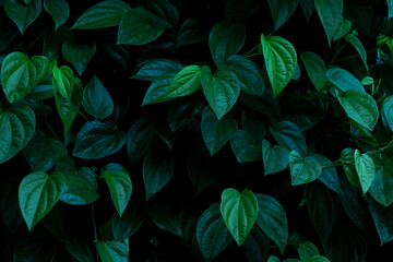 Nature leaves, green tropical forest, backgound illustration concept