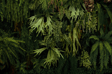Leaf wall, plant wall, natural green wallpaper and background, nature wall, green forest nature background.