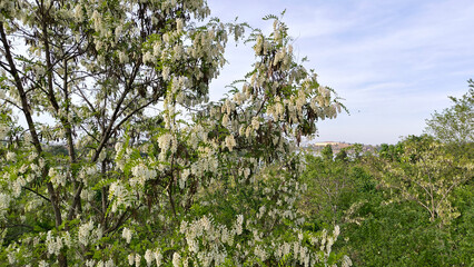 blooming white acacia tree in spring