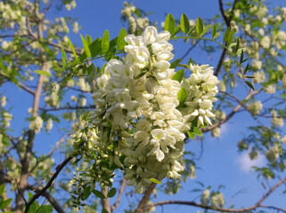 blooming white acacia tree in spring