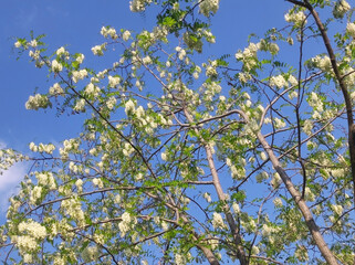 blooming white acacia tree in spring
