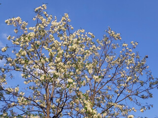 blooming white acacia tree in spring