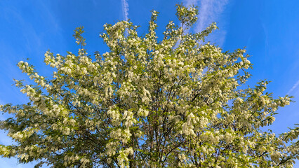 Fototapeta premium blooming white acacia tree in spring