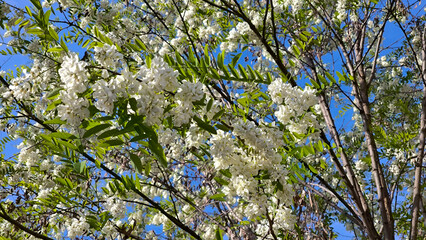 blooming white acacia tree in spring