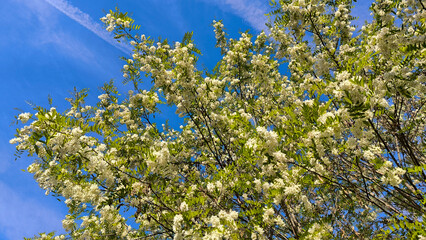 blooming white acacia tree in spring