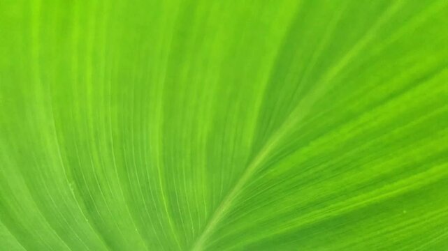 close up of green leaf, zoom out of green leaf background