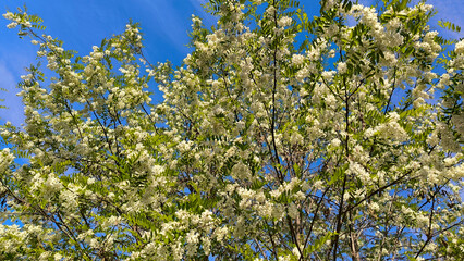 blooming white acacia tree in spring