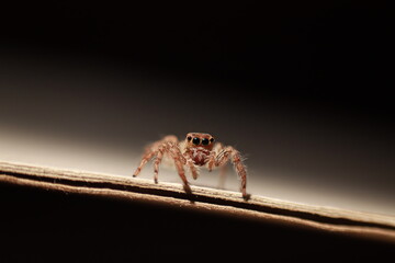Spider on a Line