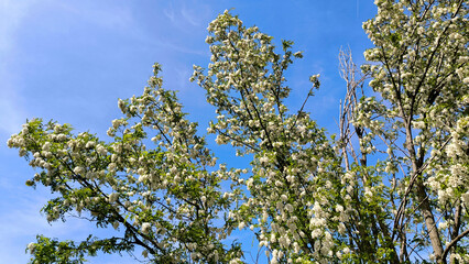 blooming white acacia tree in spring