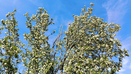 blooming white acacia tree in spring